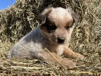 Jack, a male Australian Cattle Dog for sale in Edwards, MO – Photo 5 of 10