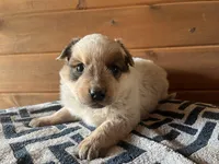Willy, a male Australian Cattle Dog for sale in Edwards, MO – Photo 5 of 10