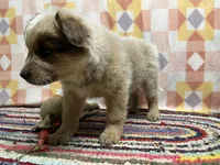 Jack, a male Australian Cattle Dog for sale in Edwards, MO – Photo 2 of 10