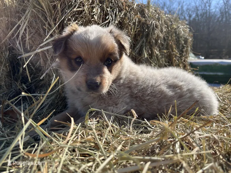 Willy – Australian Cattle Dog puppy for sale in Edwards, MO