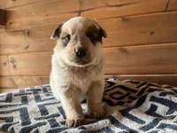 Willy, a male Australian Cattle Dog for sale in Edwards, MO – Photo 2 of 10