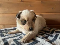 Willy, a male Australian Cattle Dog for sale in Edwards, MO – Photo 4 of 10