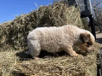 Jack, a male Australian Cattle Dog for sale in Edwards, MO – Photo 6 of 10