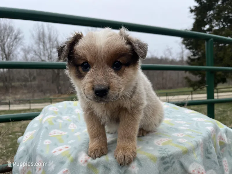 Willy – Australian Cattle Dog puppy for sale in Edwards, MO