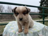 Jack, a male Australian Cattle Dog for sale in Edwards, MO – Photo 3 of 10