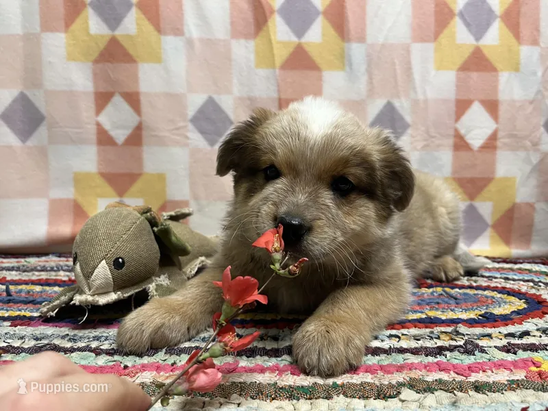 Jack – Australian Cattle Dog puppy for sale in Edwards, MO