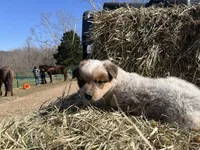 Jack, a male Australian Cattle Dog for sale in Edwards, MO – Photo 8 of 10