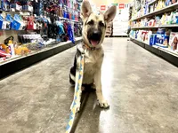 Meadow, a female German Shepherd Dog for sale in Edwards, MO – 2 of 7