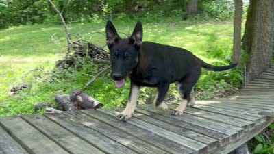  Penny, a female German Shepherd Dog for sale in Edwards, MO – 10 of 10