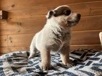 Tag, a male Australian Cattle Dog for sale in Edwards, MO – Photo 4 of 9