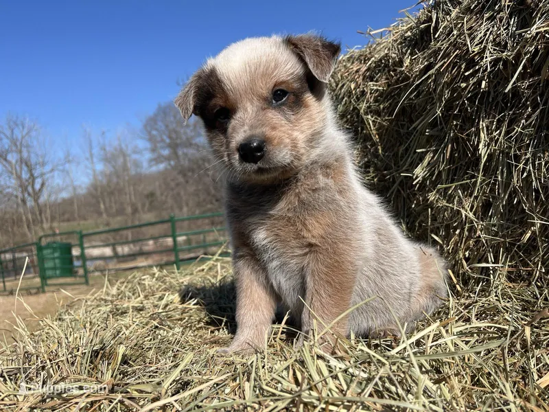 Tag – Australian Cattle Dog puppy for sale in Edwards, MO