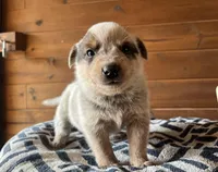Tag, a male Australian Cattle Dog for sale in Edwards, MO – Photo 1 of 9