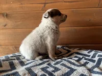 Tag, a male Australian Cattle Dog for sale in Edwards, MO – Photo 5 of 9