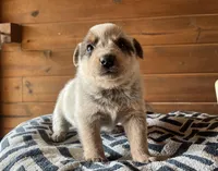 Tag, a male Australian Cattle Dog for sale in Edwards, MO – Photo 2 of 9