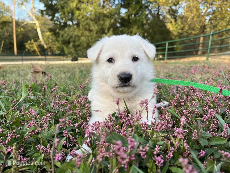 Sly – German Shepherd Dog puppy for sale in Edwards, MO