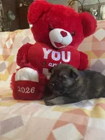 Eben, a male German Shepherd Dog for sale in Edwards, MO – Photo 5 of 9