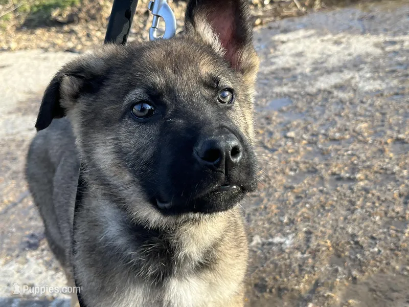 Eben – German Shepherd Dog puppy for sale in Edwards, MO