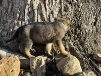 Eben, a male German Shepherd Dog for sale in Edwards, MO – Photo 3 of 9
