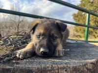 Eben, a male German Shepherd Dog for sale in Edwards, MO – Photo 2 of 9