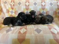 Eben, a male German Shepherd Dog for sale in Edwards, MO – Photo 7 of 9