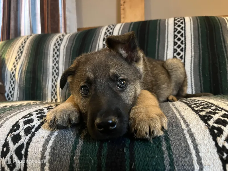 Eben – German Shepherd Dog puppy for sale in Edwards, MO