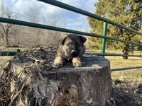 Eben, a male German Shepherd Dog for sale in Edwards, MO – Photo 1 of 9