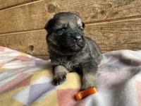 Eben, a male German Shepherd Dog for sale in Edwards, MO – Photo 6 of 9