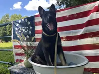 Blossom , a female German Shepherd Dog for sale in Edwards, MO – 2 of 10