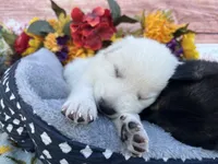 Opal, a female German Shepherd Dog for sale in Edwards, MO – 2 of 6
