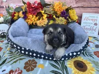 Agate, a female German Shepherd Dog for sale in Edwards, MO – 3 of 5