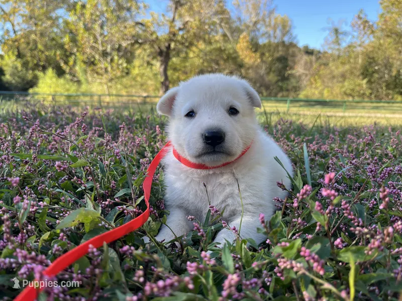 Yip – German Shepherd Dog puppy for sale in Edwards, MO