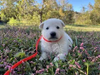 Yip, a male German Shepherd Dog for sale in Edwards, MO – 1 of 5