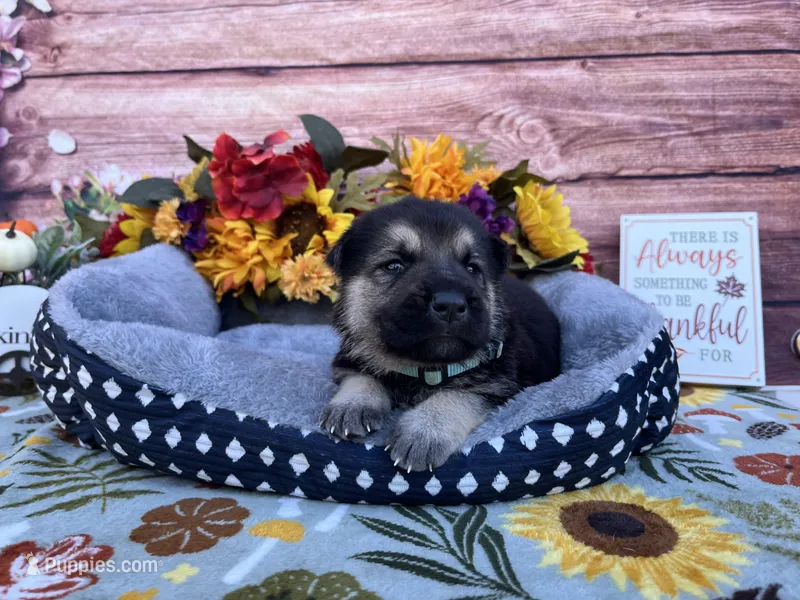 Agate – German Shepherd Dog puppy for sale in Edwards, MO