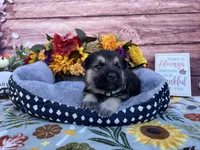 Agate, a female German Shepherd Dog for sale in Edwards, MO – 1 of 5