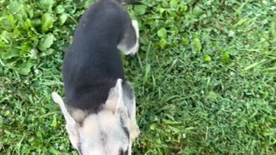 Daisy, a female German Shepherd Dog for sale in Edwards, MO – 10 of 10