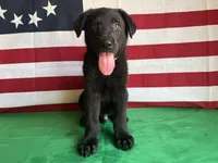 Hedge, a male German Shepherd Dog for sale in Edwards, MO – 4 of 9
