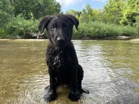 Hedge, a male German Shepherd Dog for sale in Edwards, MO – 2 of 9