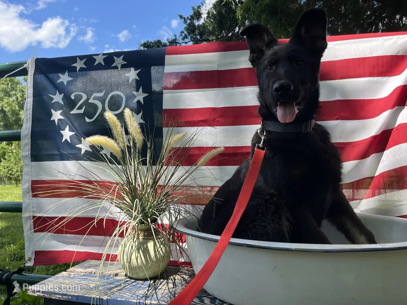 Gwendolyn  – German Shepherd Dog puppy for sale in Edwards, MO