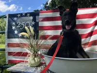 Gwendolyn , a female German Shepherd Dog for sale in Edwards, MO – 1 of 10