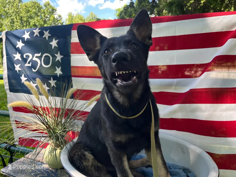 Blossom  – German Shepherd Dog puppy for sale in Edwards, MO