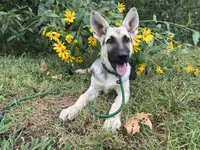 Meadow, a female German Shepherd Dog for sale in Edwards, MO – 6 of 7
