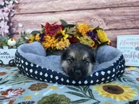 Amethyst , a female German Shepherd Dog for sale in Edwards, MO – 4 of 4