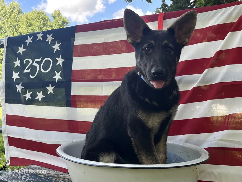 Breezy – German Shepherd Dog puppy for sale in Edwards, MO