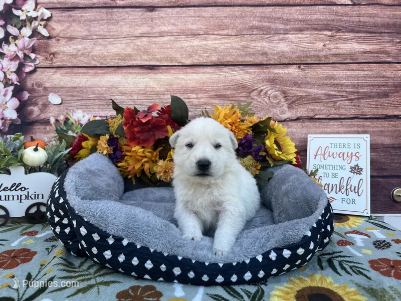 Opal – German Shepherd Dog puppy for sale in Edwards, MO