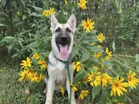 Meadow, a female German Shepherd Dog for sale in Edwards, MO – 5 of 7