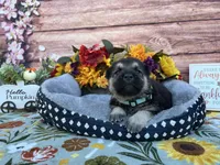 Agate, a female German Shepherd Dog for sale in Edwards, MO – 2 of 5