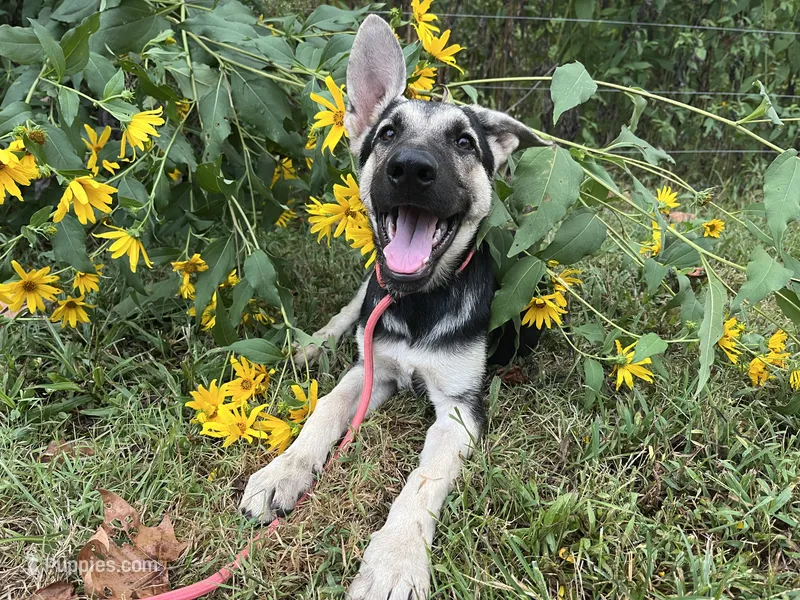 Marge – German Shepherd Dog puppy for sale in Edwards, MO