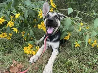 Marge, a female German Shepherd Dog for sale in Edwards, MO – 1 of 5