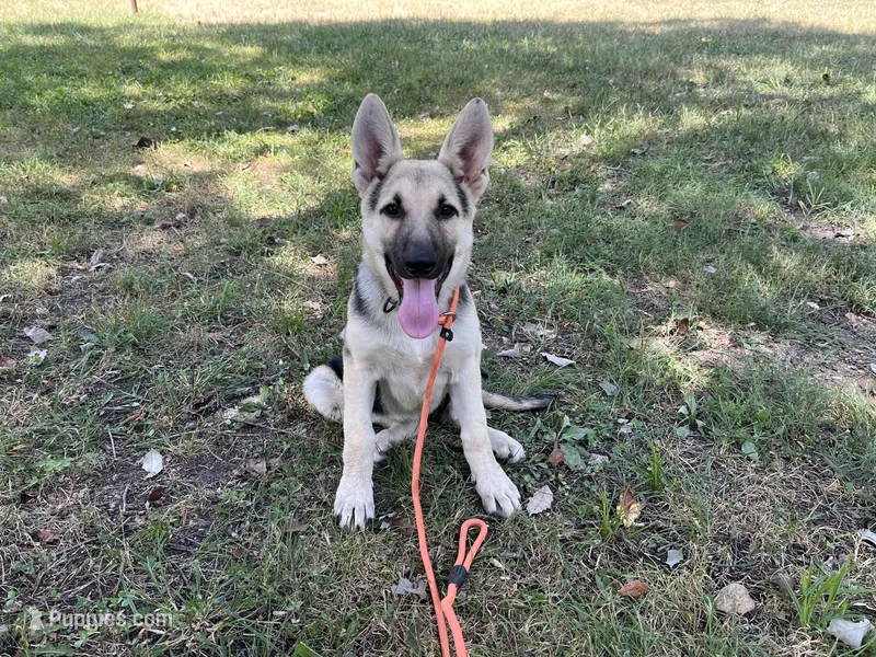 Daisy – German Shepherd Dog puppy for sale in Edwards, MO