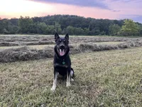 COMING SOON! Trained Deterrent Dog , a male German Shepherd Dog for sale in Edwards, MO – 7 of 10